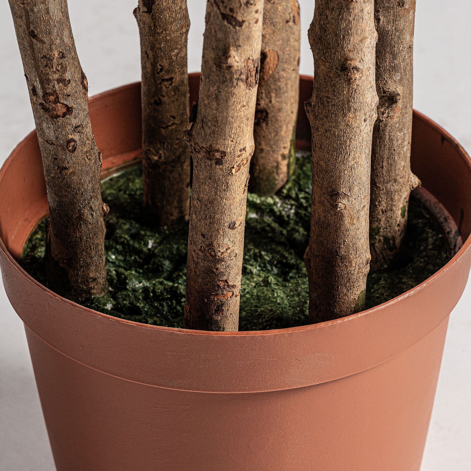 HELECHO PLANT